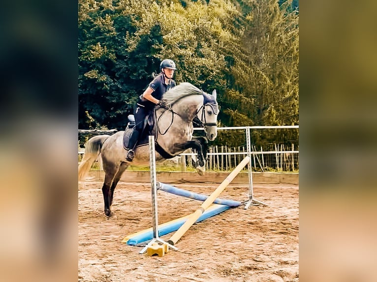 Oldenburger Merrie 9 Jaar 160 cm Schimmel in Offenburg