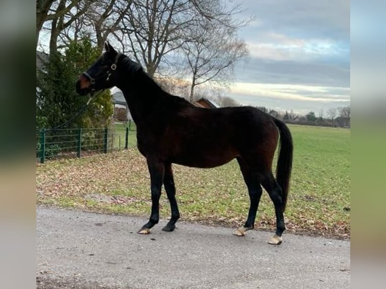 Oldenburger Merrie 9 Jaar 161 cm in Celle