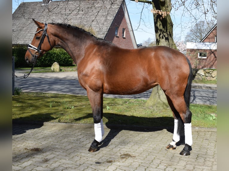 Oldenburger Merrie 9 Jaar 162 cm Bruin in Fredenbeck