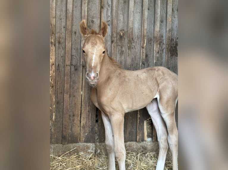 Oldenburger Merrie 9 Jaar 163 cm Vos in Himmelkron