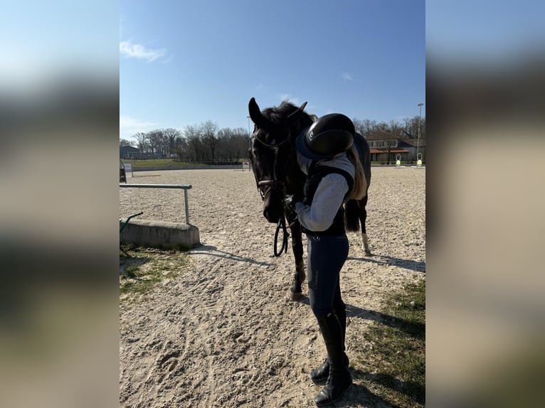 Oldenburger Merrie 9 Jaar 164 cm Donkerbruin in Kitzingen