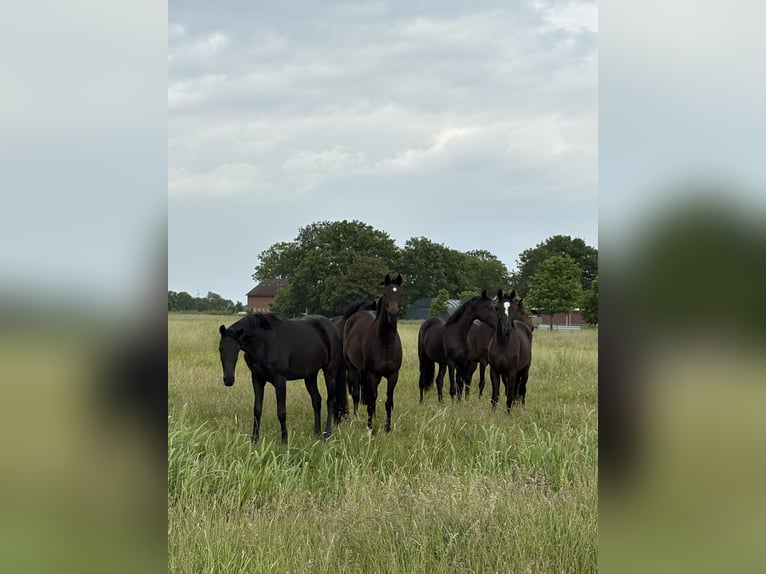 Oldenburger Merrie 9 Jaar 165 cm Bruin in Visbek