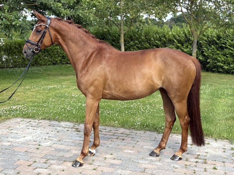 Oldenburger Merrie 9 Jaar 165 cm Vos in Visbek