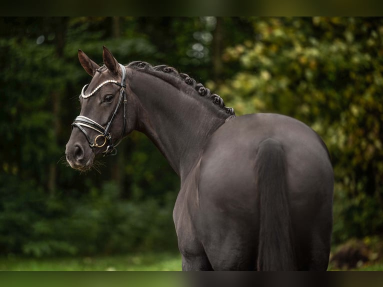 Oldenburger Merrie 9 Jaar 166 cm Donkere-vos in Wehringen