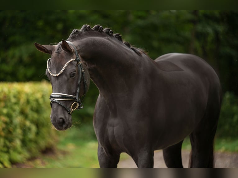 Oldenburger Merrie 9 Jaar 166 cm Donkere-vos in Wehringen