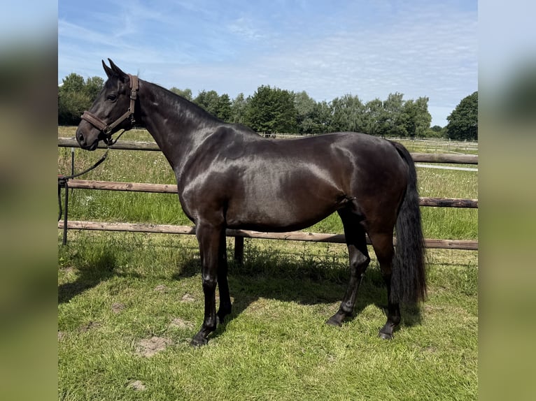 Oldenburger Merrie 9 Jaar 166 cm Zwartbruin in Gilten