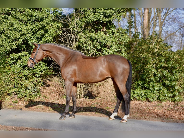Oldenburger Merrie 9 Jaar 167 cm Bruin in Dötlingen