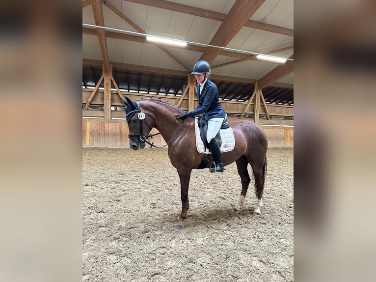 Oldenburger Merrie 9 Jaar 167 cm Donkere-vos in Ersigen