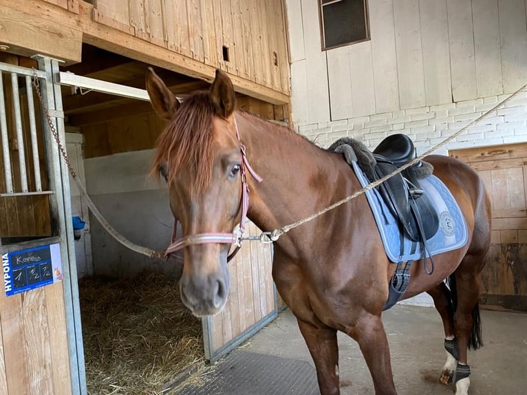 Oldenburger Merrie 9 Jaar 167 cm Donkere-vos in Ersigen