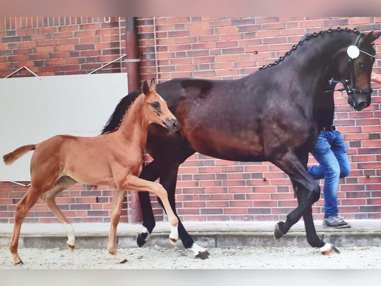 Oldenburger Merrie 9 Jaar 168 cm Bruin in Bösel