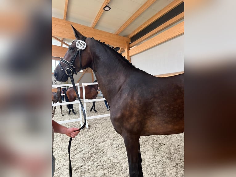 Oldenburger Merrie 9 Jaar 168 cm Bruin in Bösel