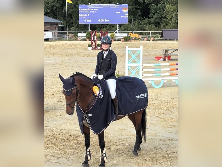 Oldenburger Merrie 9 Jaar 168 cm Bruin in Seevetal