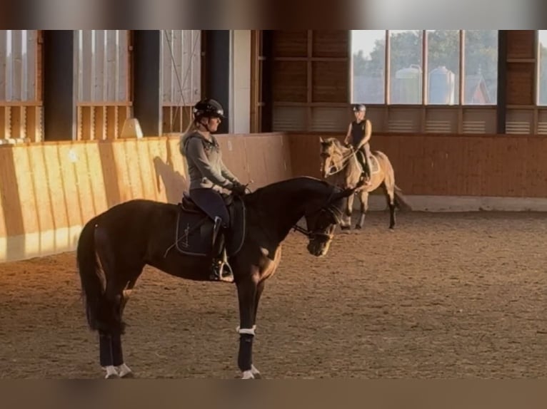 Oldenburger Merrie 9 Jaar 168 cm Donkerbruin in Wildeshausen