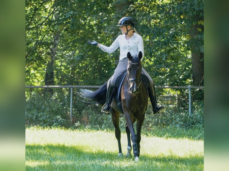 Oldenburger Merrie 9 Jaar 168 cm Donkerbruin in Wildeshausen