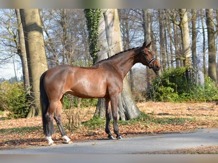 Oldenburger Merrie 9 Jaar 168 cm  in Holdorf