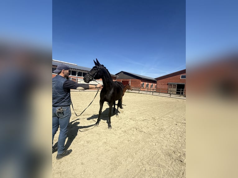 Oldenburger Merrie 9 Jaar 168 cm Zwart in Lohne