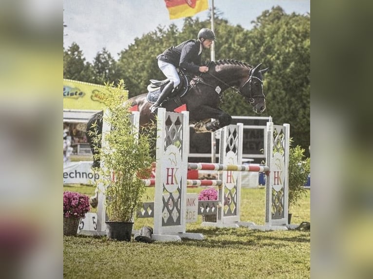 Oldenburger Merrie 9 Jaar 168 cm Zwart in Bramsche Oldenburger Merrie 9 Jaar 168 cm Zwart in Bramsche