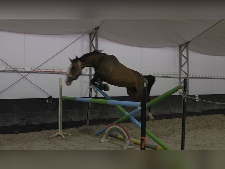 Oldenburger Merrie 9 Jaar 170 cm Bruin in Kaleń-Towarzystwo