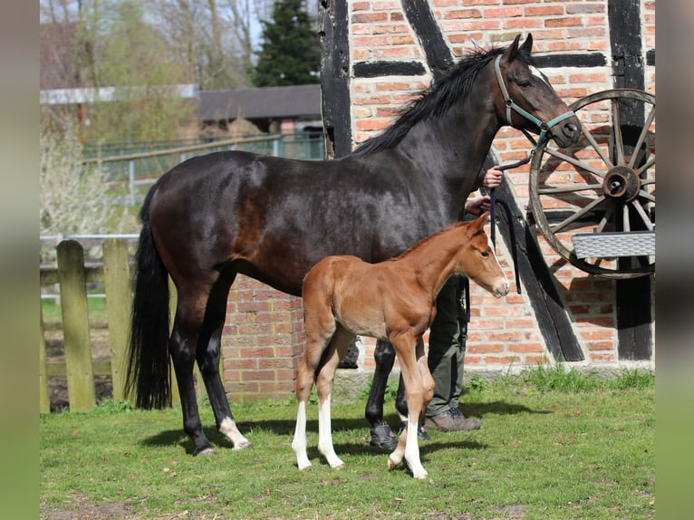 Oldenburger Merrie 9 Jaar 170 cm Donkerbruin in Greven