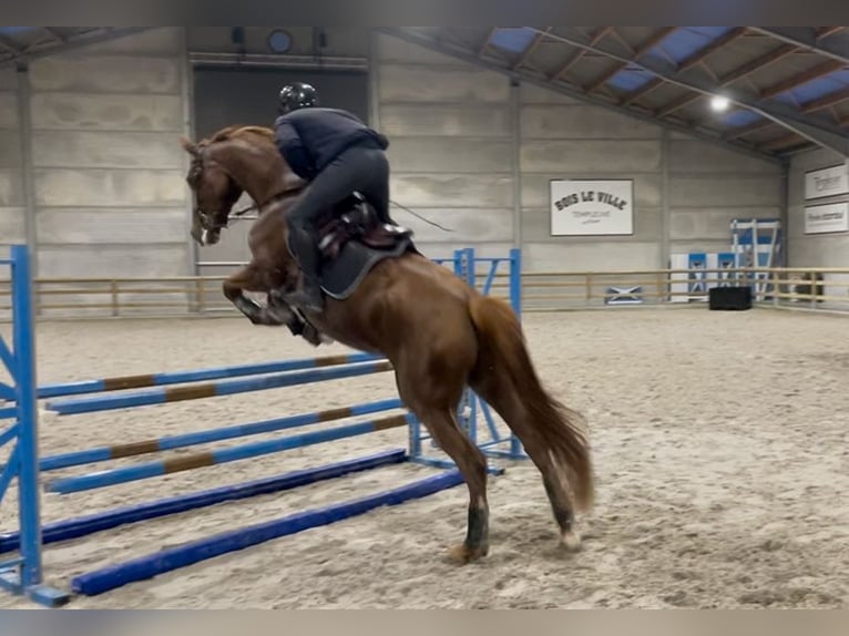 Oldenburger Merrie 9 Jaar 170 cm Donkere-vos in M&#xE9;rignies