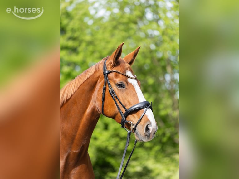 Oldenburger Merrie 9 Jaar 170 cm Vos in Achterwehr