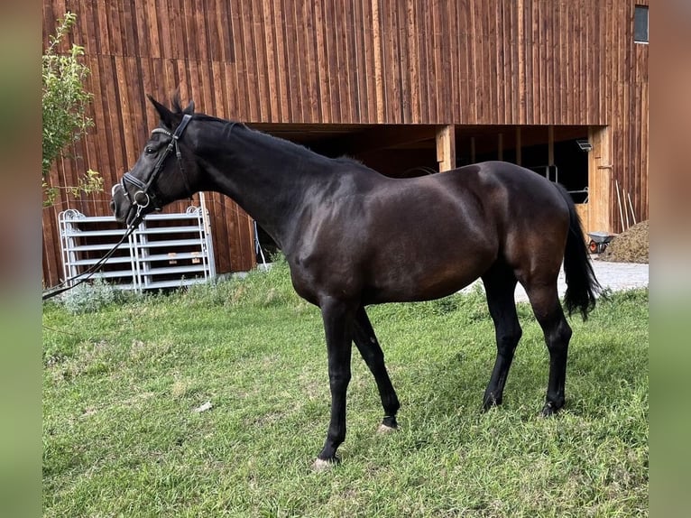 Oldenburger Merrie 9 Jaar 170 cm Zwartbruin in Lalden