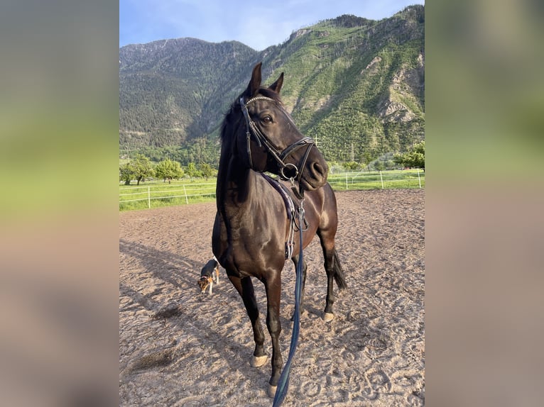 Oldenburger Merrie 9 Jaar 170 cm Zwartbruin in Lalden