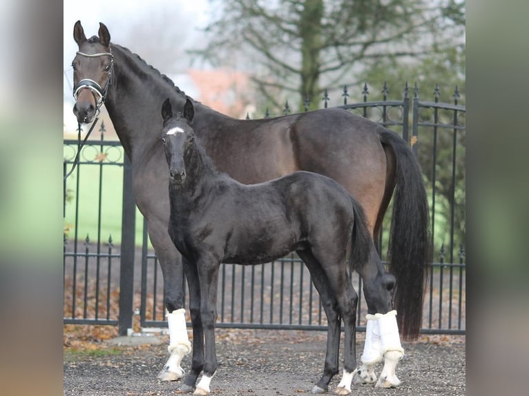 Oldenburger Merrie 9 Jaar 171 cm Donkerbruin in Vejen