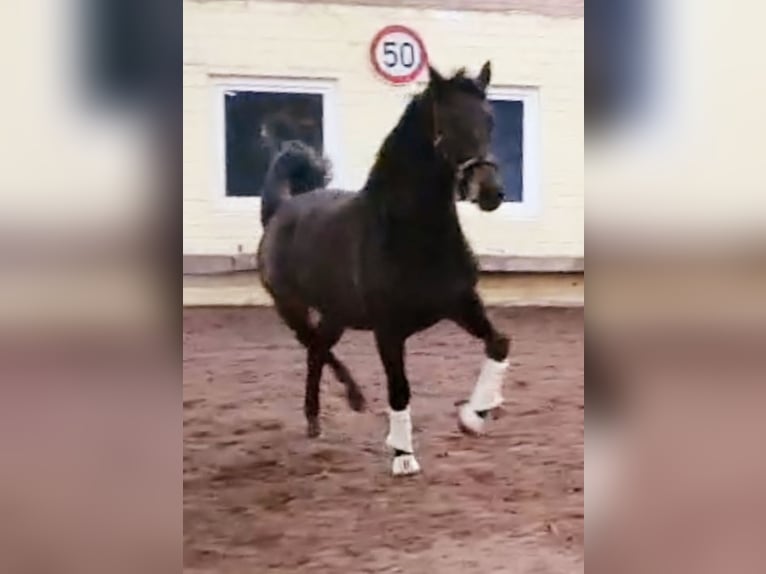 Oldenburger Merrie 9 Jaar 171 cm Donkerbruin in Wittmund