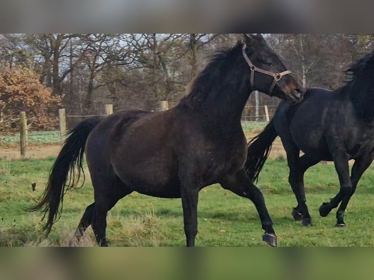 Oldenburger Merrie 9 Jaar 171 cm Donkerbruin in Wittmund