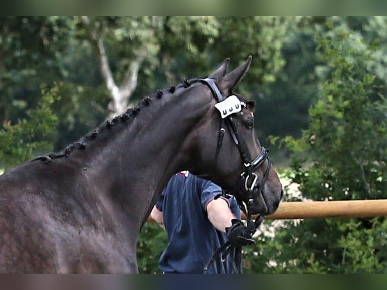 Oldenburger Merrie 9 Jaar 172 cm Donkerbruin in Wittmund