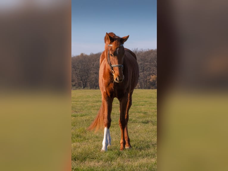 Oldenburger Merrie 9 Jaar 172 cm Vos in Unterpetersdorf