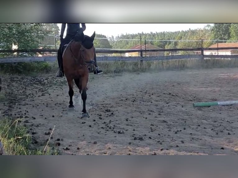 Oldenburger Merrie 9 Jaar 173 cm Bruin in Neuendettelsau