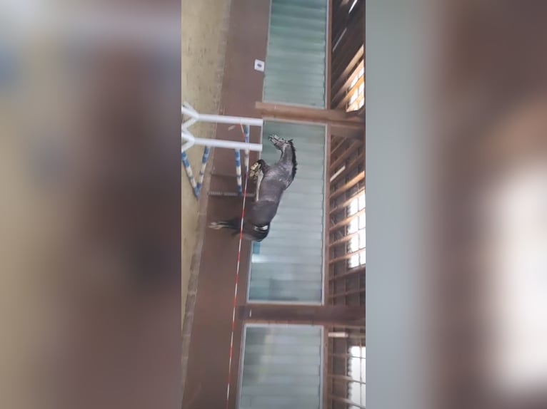 Oldenburger Merrie 9 Jaar 173 cm Schimmel in Westerkappeln