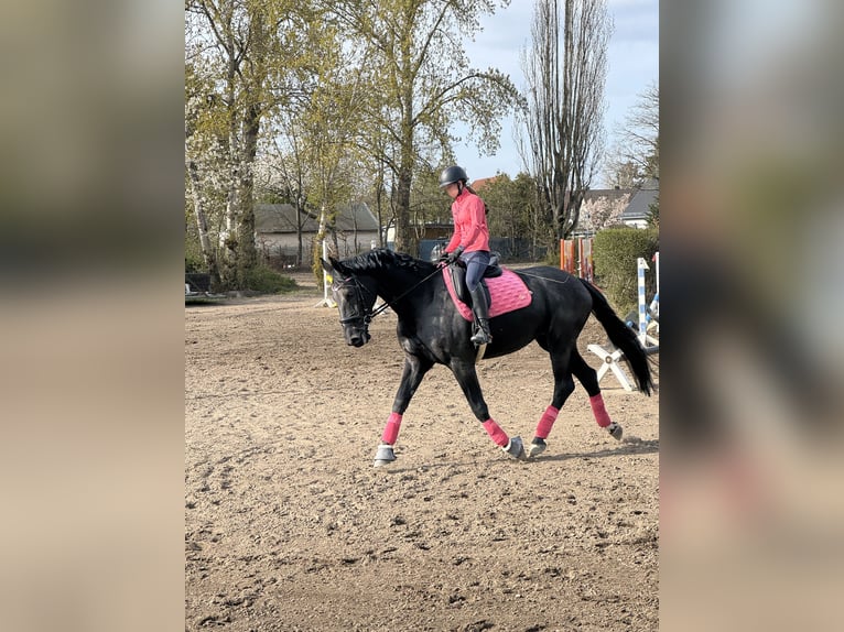 Oldenburger Merrie 9 Jaar 173 cm Zwart in Berlin