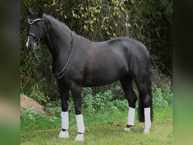 Oldenburger Merrie 9 Jaar 174 cm Zwart in Karlsfeld