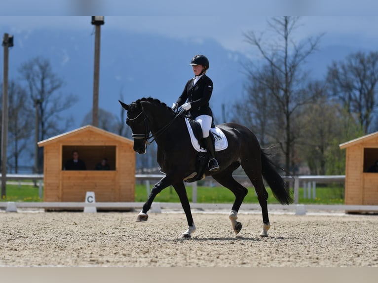 Oldenburger Merrie 9 Jaar 175 cm Rabicano in Waakirchen