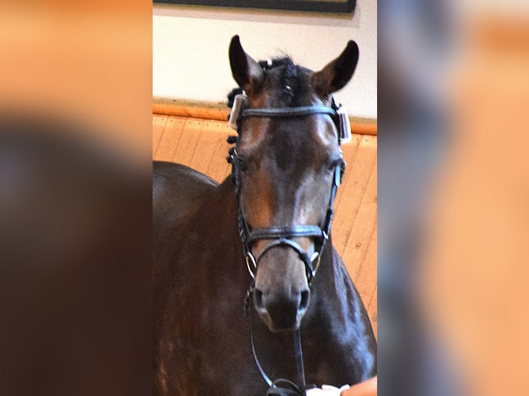 Oldenburger Merrie 9 Jaar 176 cm Donkerbruin in Isny im Allgäu