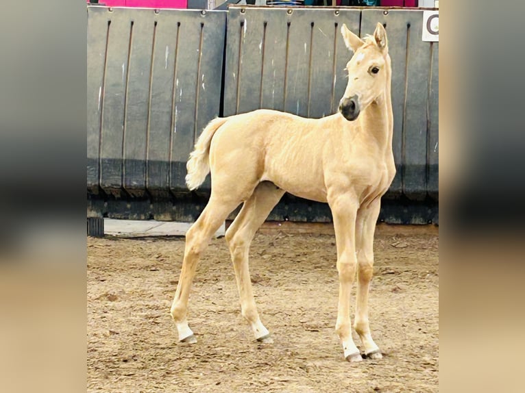 Oldenburger Merrie veulen (05/2024) 165 cm Cremello in Wiesmoor