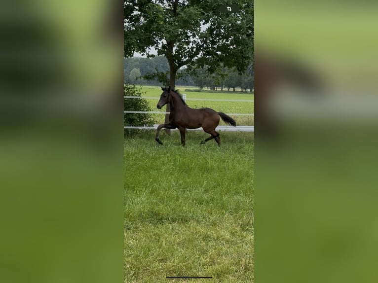 Oldenburger Merrie  165 cm Donkerbruin in Dinklage
