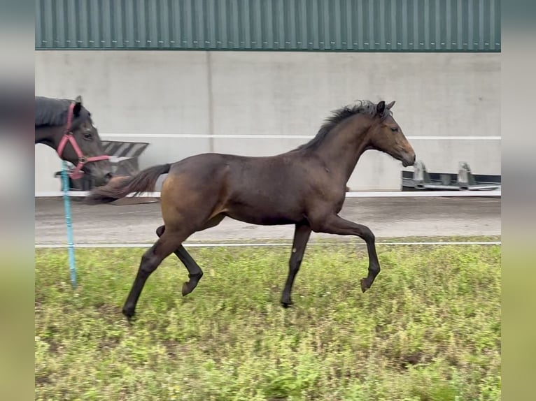 Oldenburger Merrie Veulen (03/2025) 165 cm Donkerbruin in Dinklage
