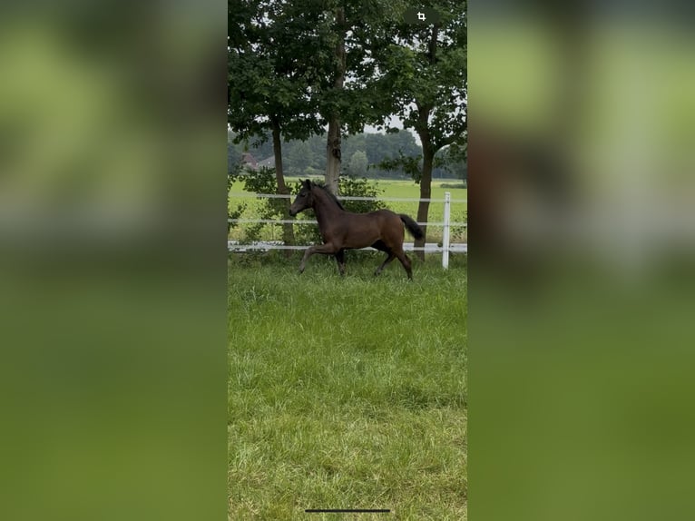 Oldenburger Merrie  165 cm Donkerbruin in Dinklage