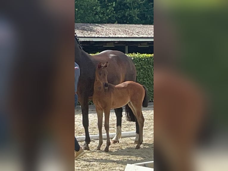 Oldenburger Merrie  165 cm Donkerbruin in Bad Zwischenahn