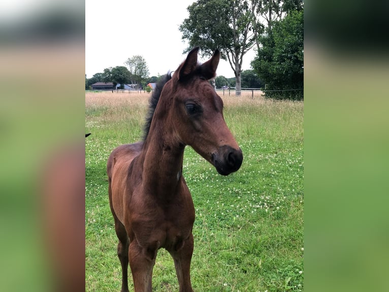 Oldenburger Merrie  165 cm Donkerbruin in Bad Zwischenahn