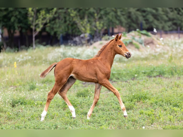 Oldenburger Merrie Veulen (05/2025) 165 cm Vos in Alt Krenzlin