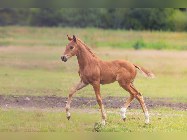 Oldenburger Merrie Veulen (05/2025) 165 cm Vos in Alt Krenzlin