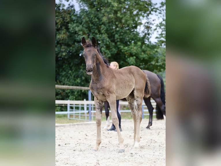 Oldenburger Merrie  165 cm Zwart in Dautphetal