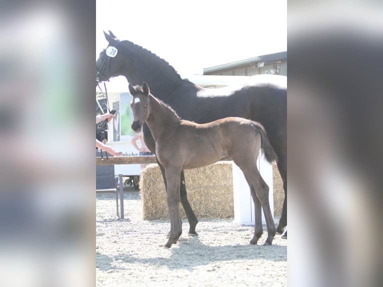 Oldenburger Merrie  165 cm Zwart in Zierenberg