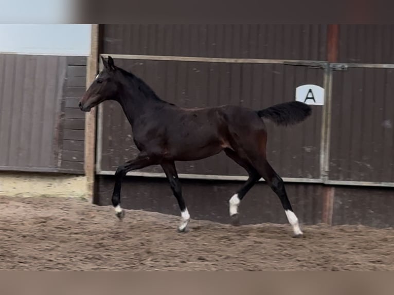 Oldenburger Merrie veulen (03/2024) 166 cm Donkerbruin in Bramsche