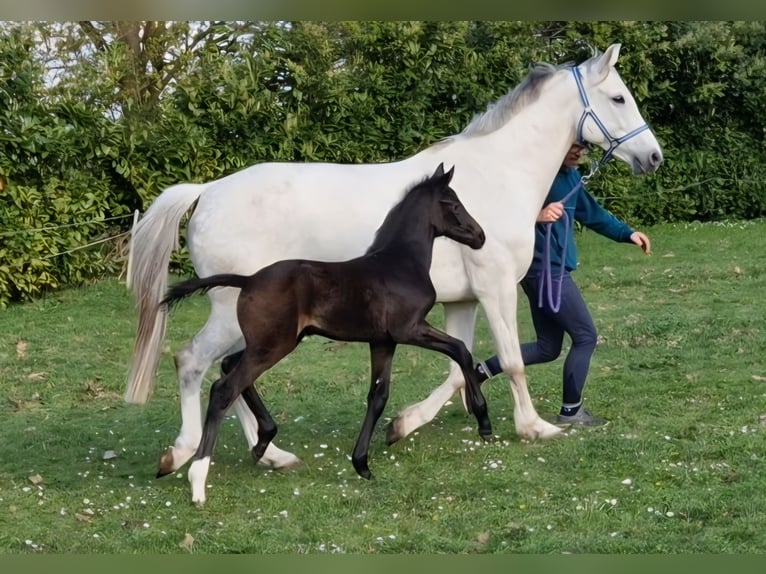 Oldenburger Merrie Veulen (03/2026) 166 cm kan schimmel zijn in Bramsche
